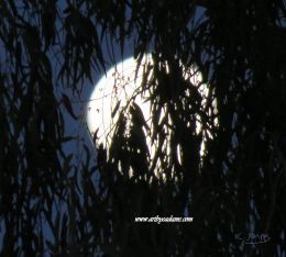 Eucalyptus Moon (size: 16 x 20)